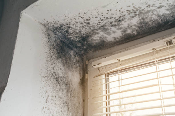 Affordable Black Mold Remediation solutions in Rocky Mount, NC